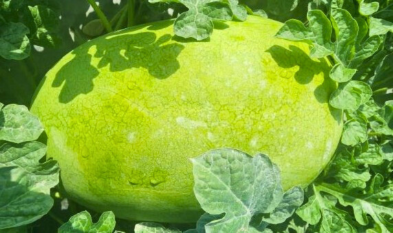 香水大西瓜 特級 (30斤以上)